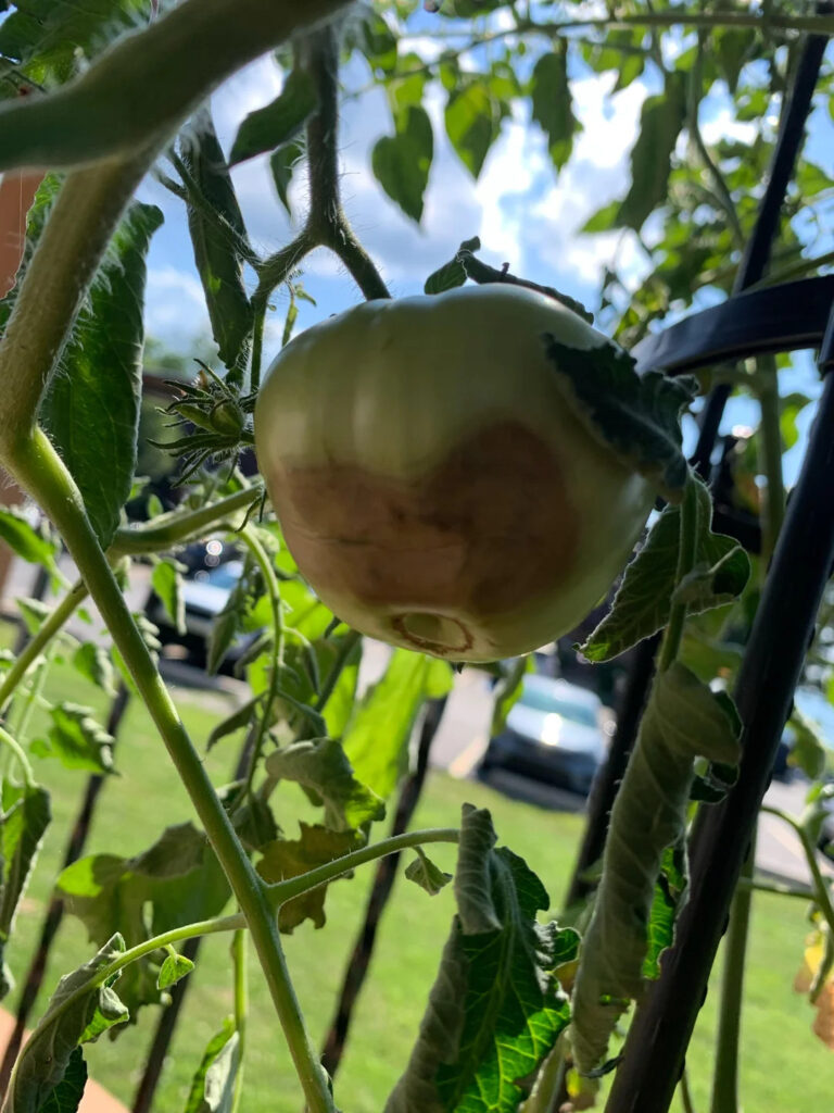 the tomato started to rot