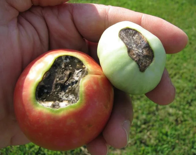 the woman is holding a rotten tomato in her hand