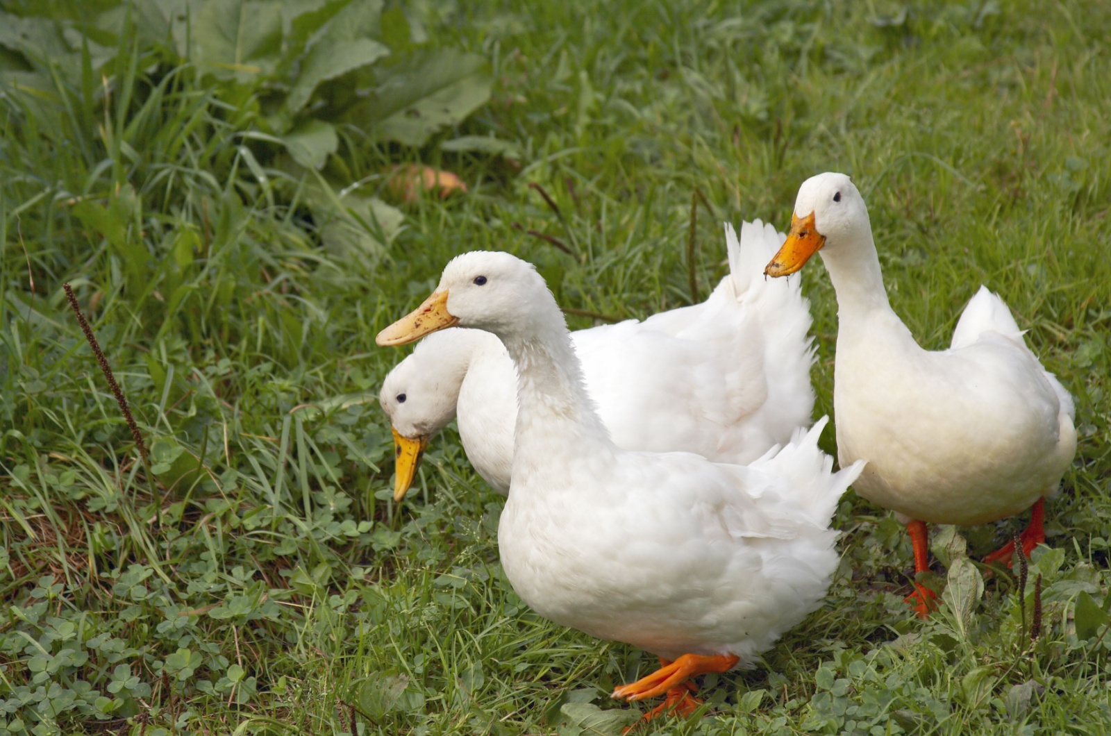 three white ducks in the garden