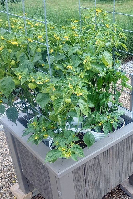 tomatillo plants in pot