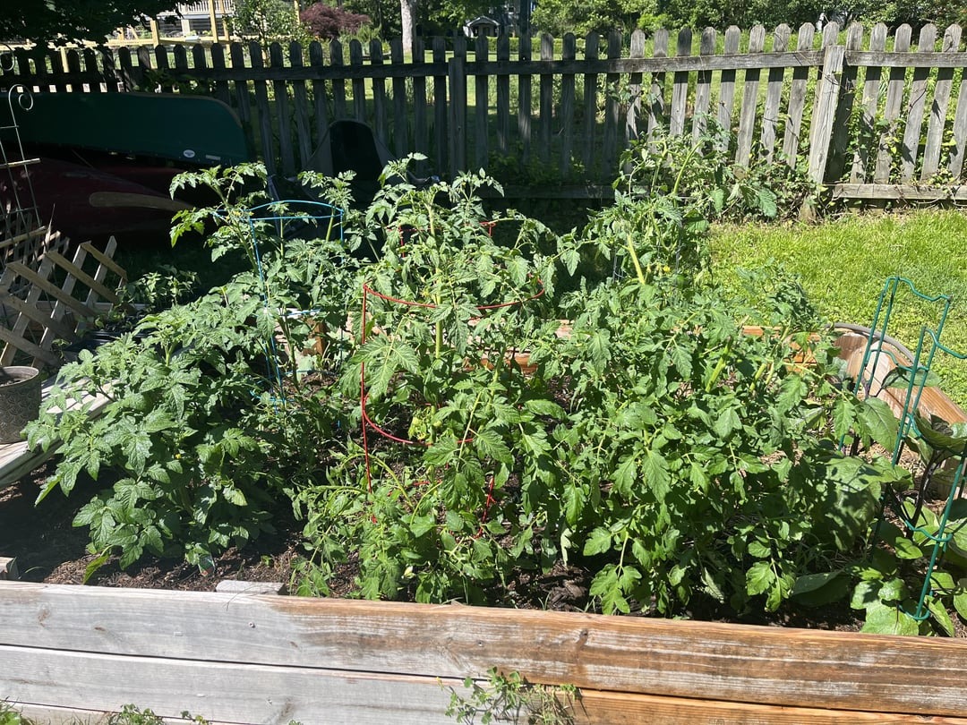 tomato garden