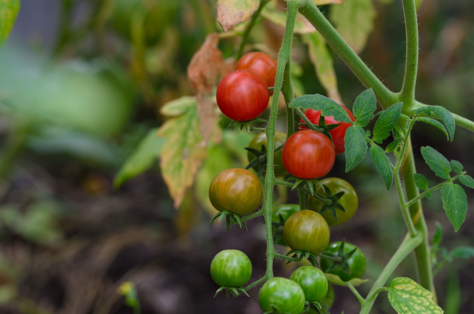 tomatoes on a vine