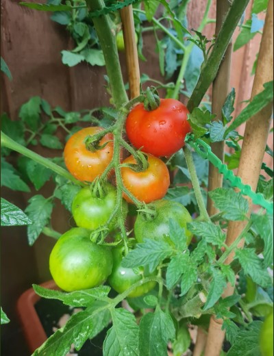 tomatoes started to ripen