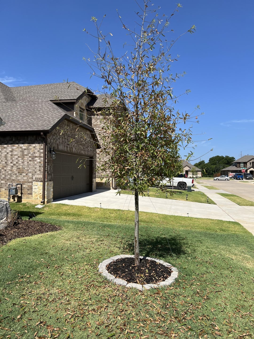 tree in yard