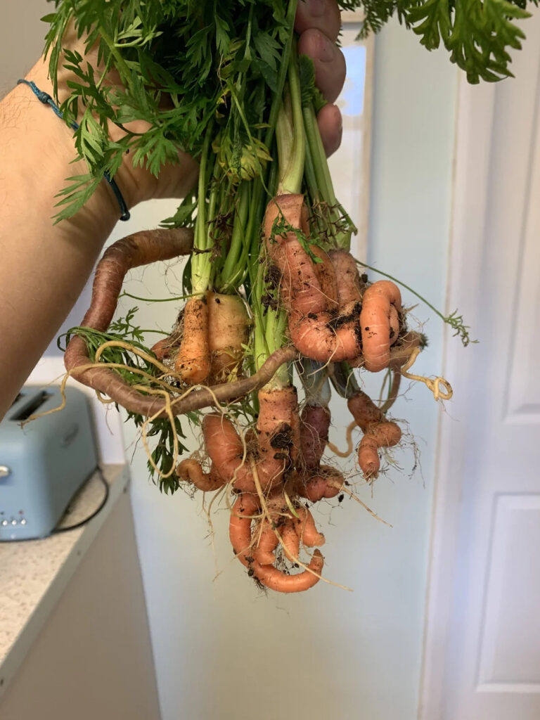 twisted picked carrot