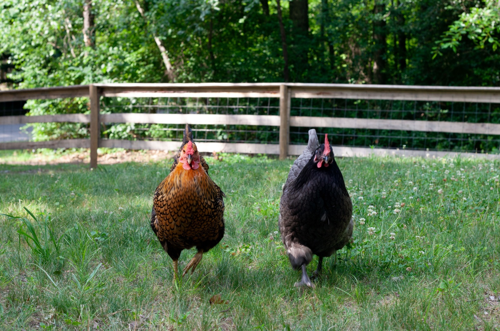 two chickens in garden