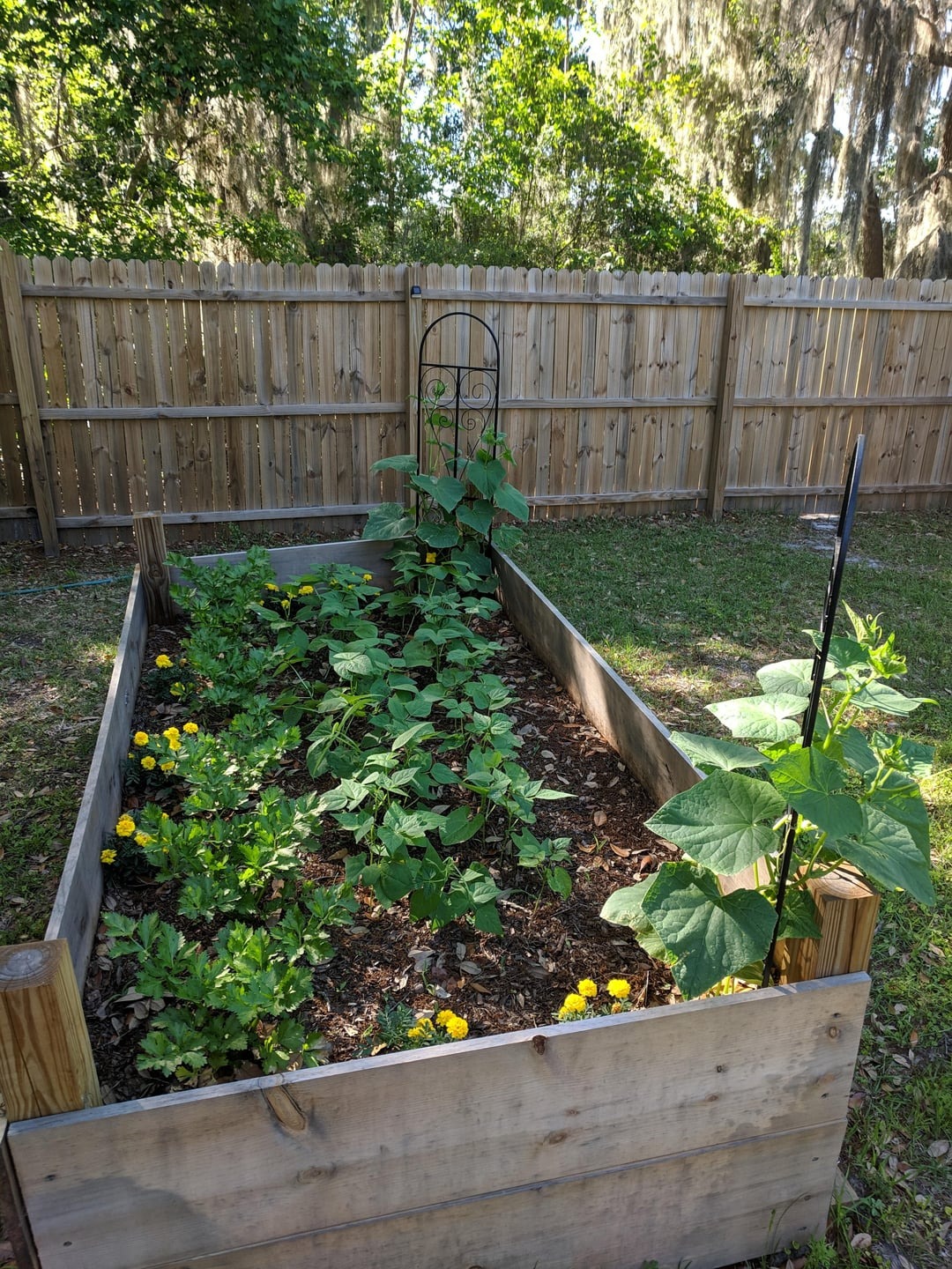 vegetable bed in garden