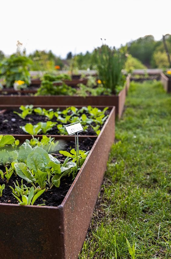 vegetable raised bed in garden