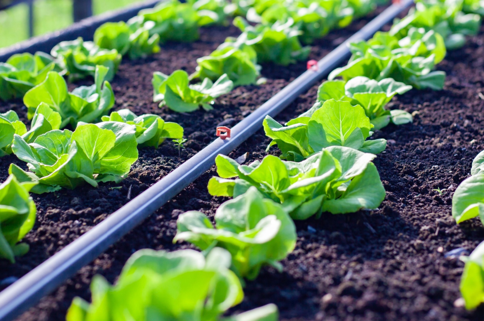 vegetables plot