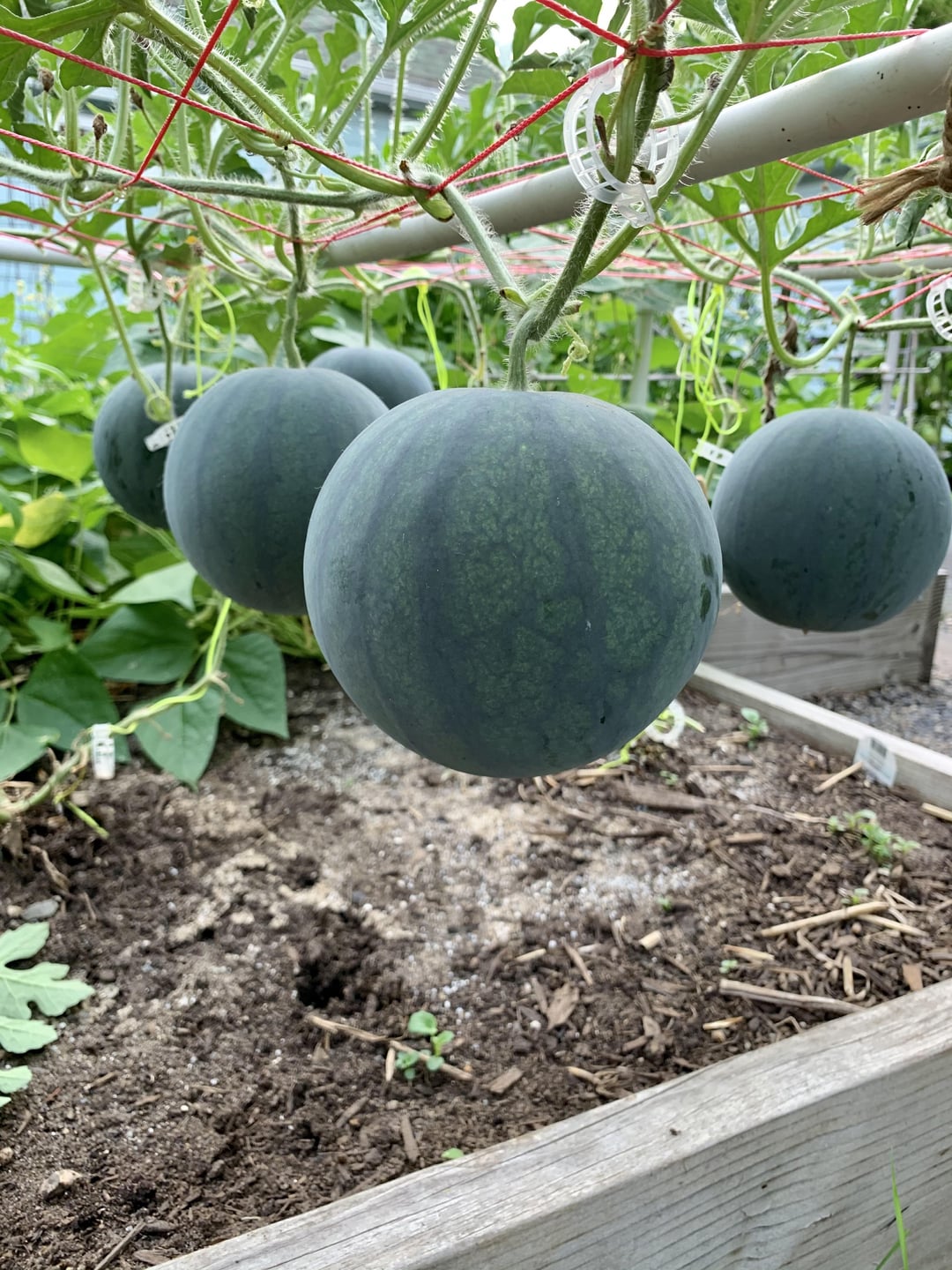 watermelon growing in garden