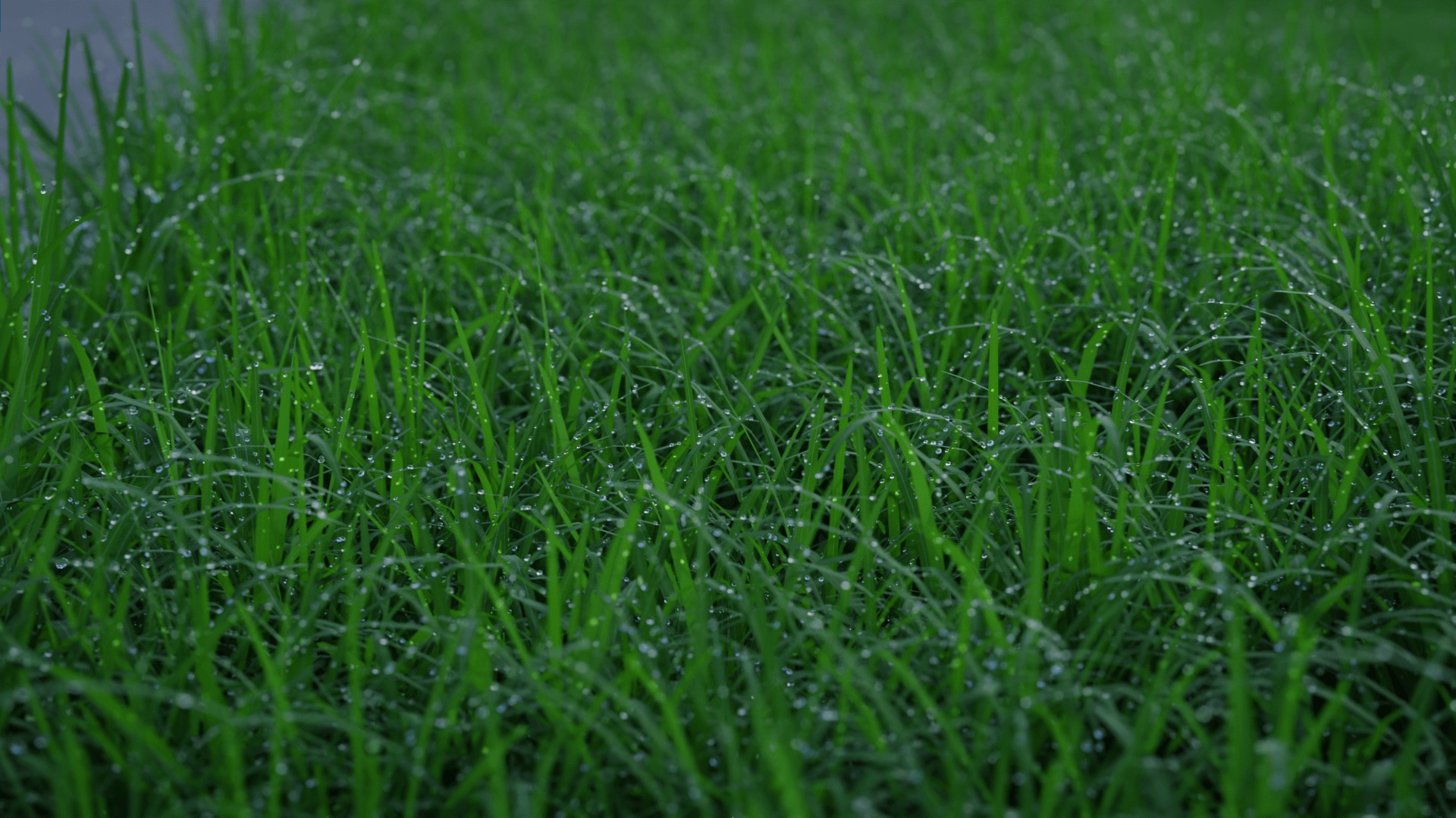 wet grass