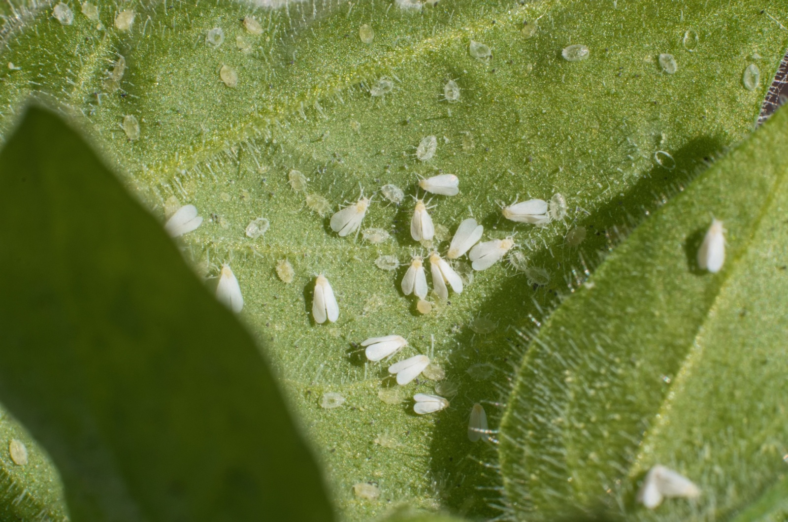 whiteflies on a leaf