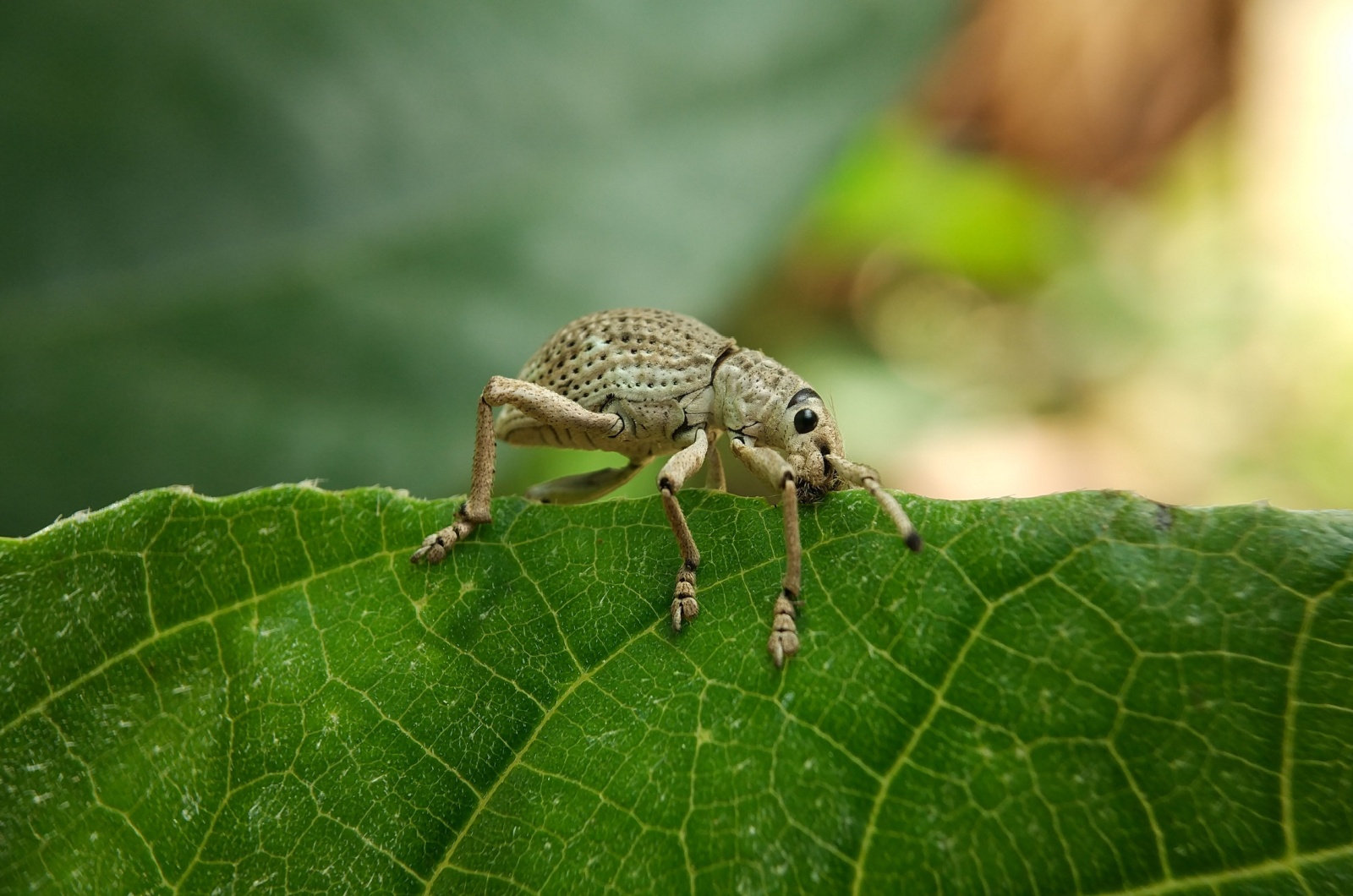 whitefringed beetles on a leaf