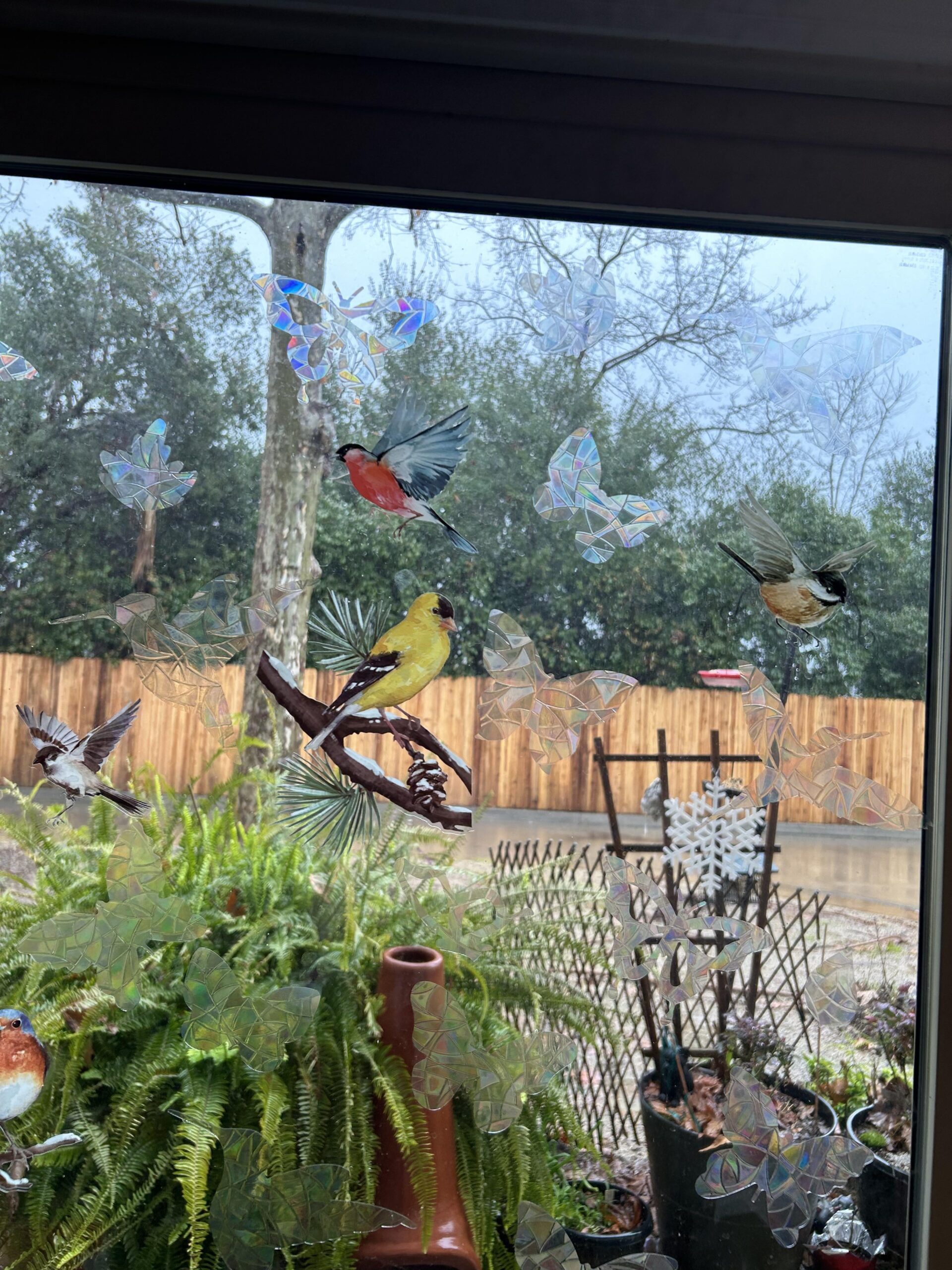 window with birds