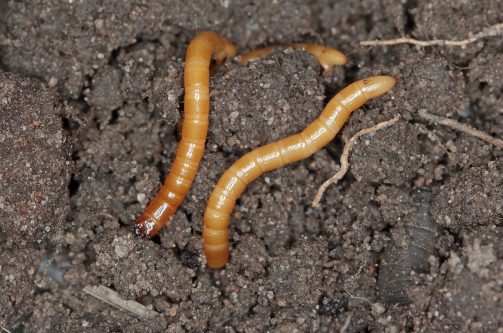 wireworm in soil