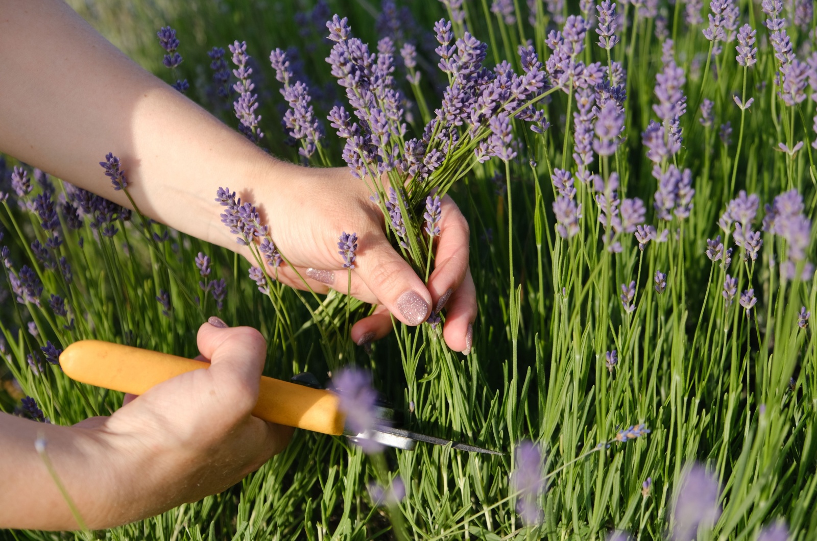 woman pruning lavender