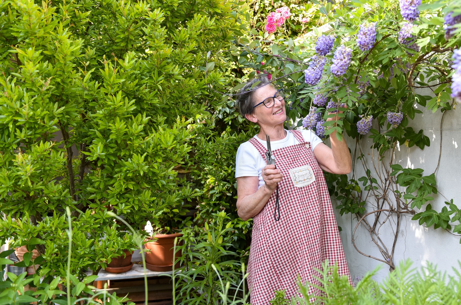 woman pruning wisteria