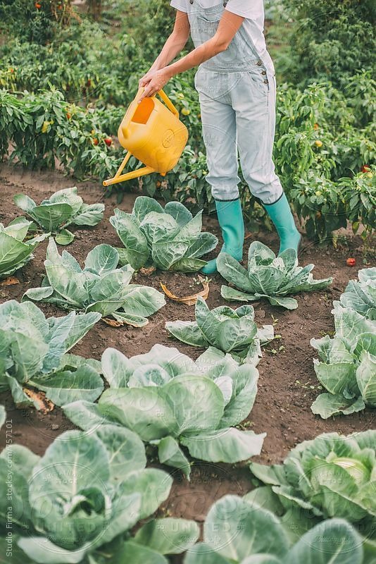 woman watering cabbage