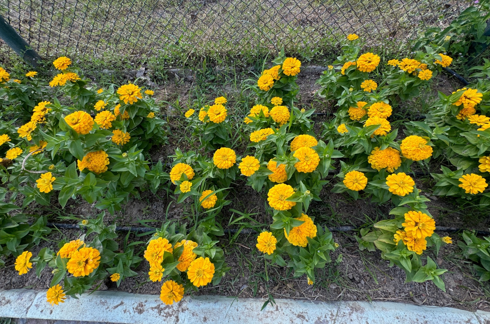 yellow zinnia flowers