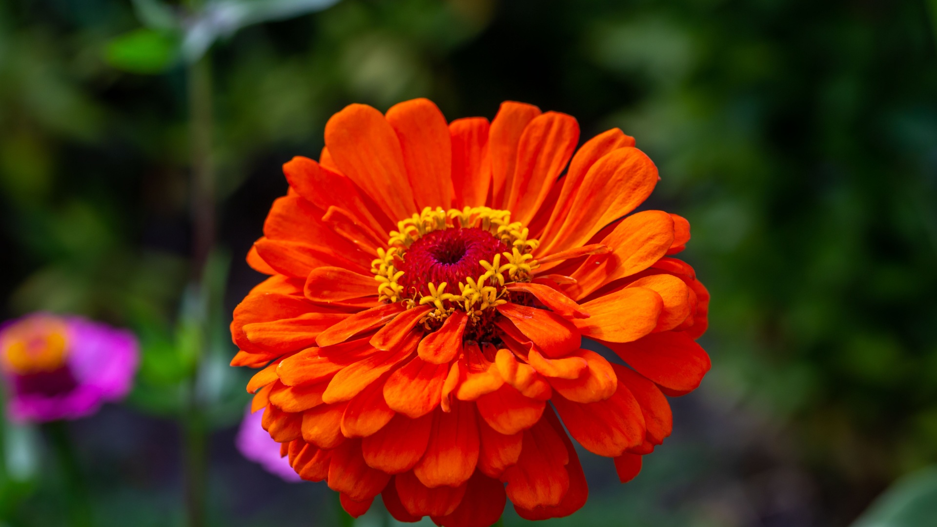 zinnia flowers