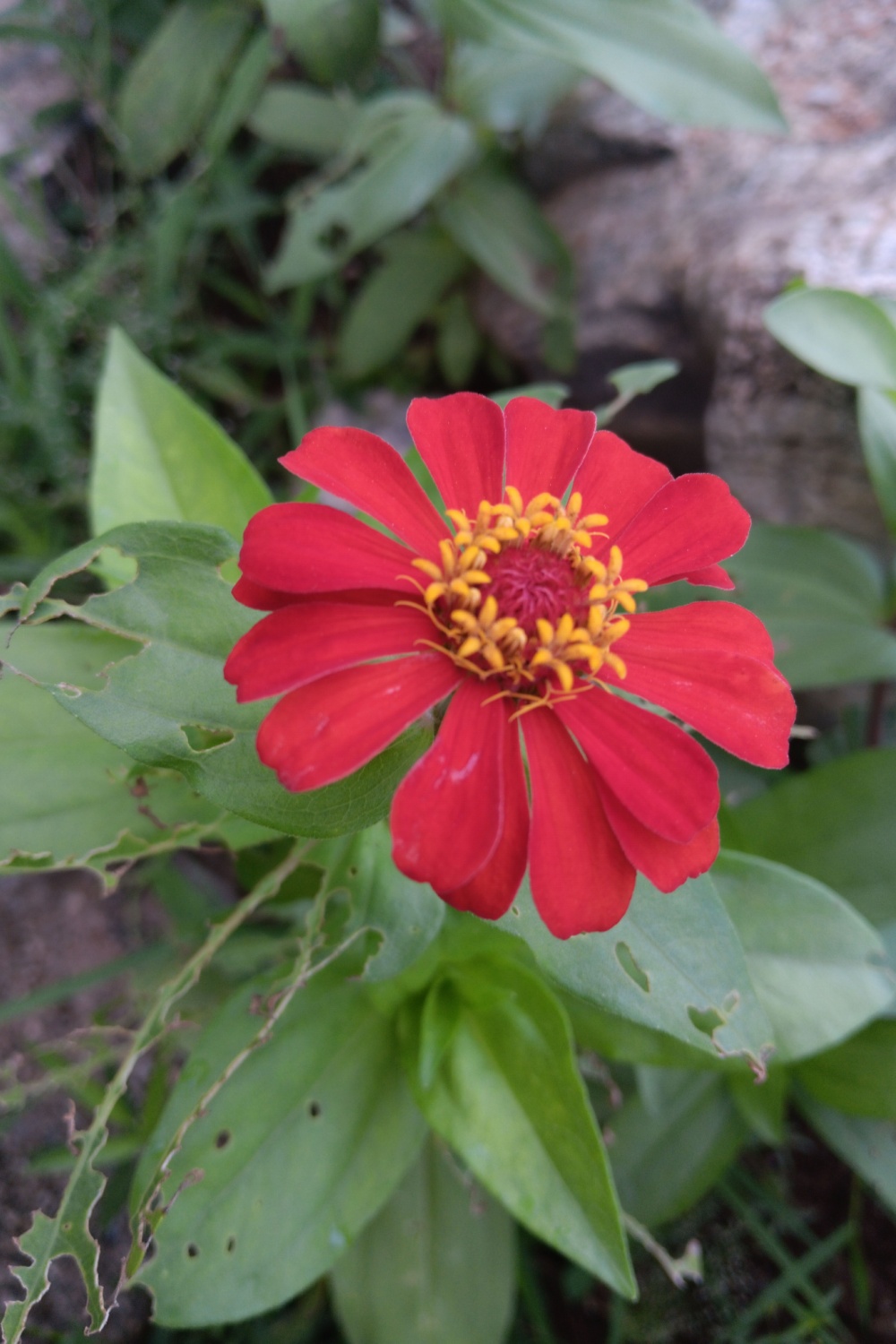 zinnia leaves pests