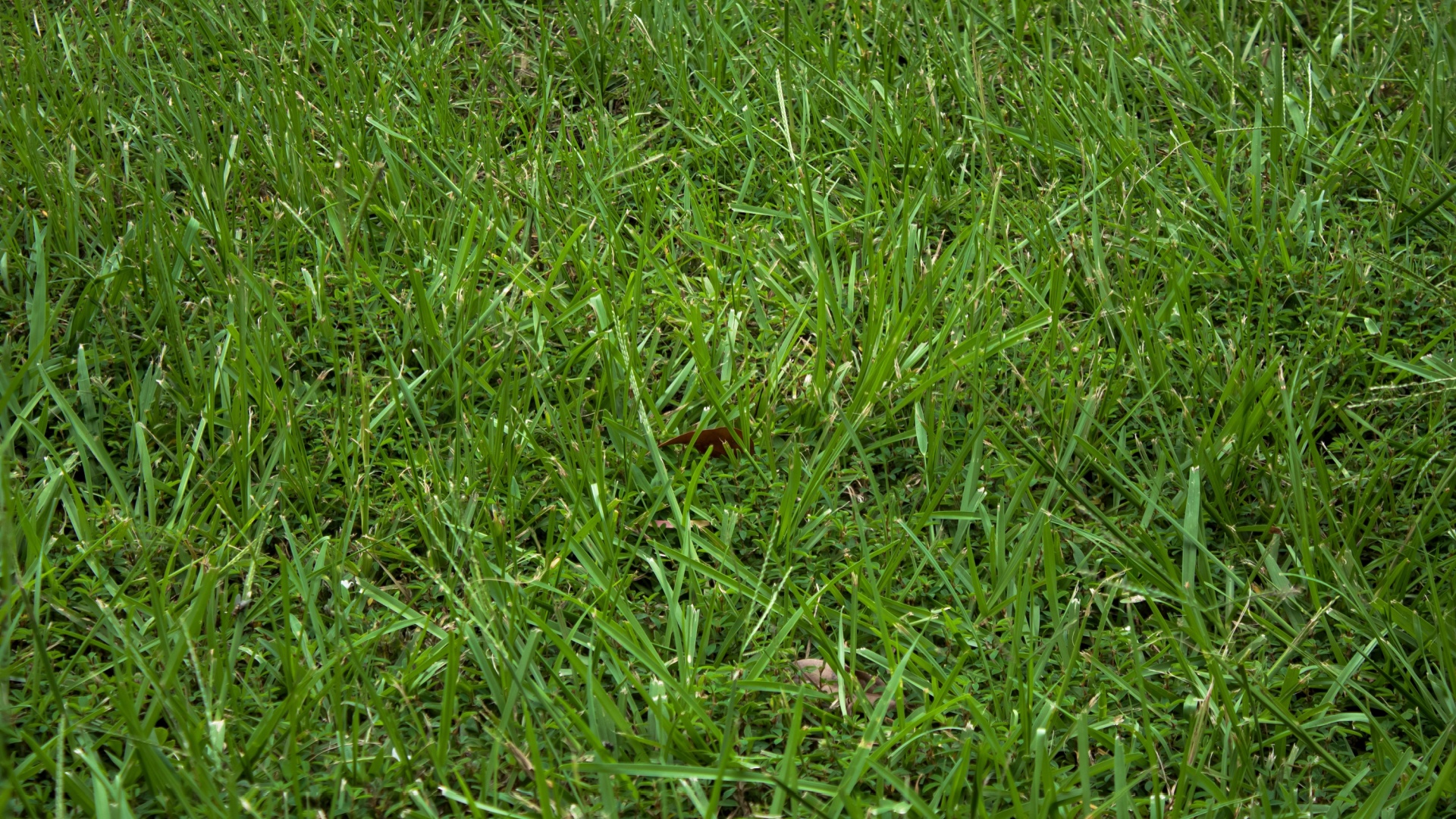 3 Important Things You Need To Know Before Growing Tall Fescue Grass