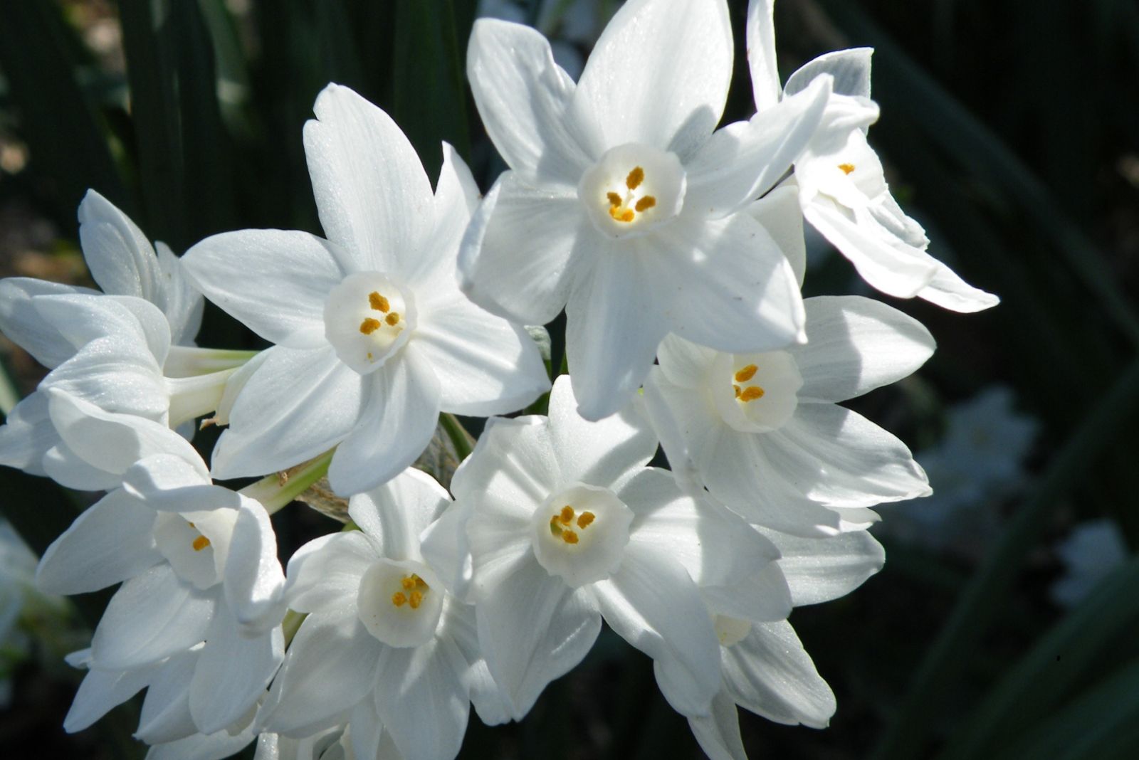 best fragrant bulbs to plant in fall