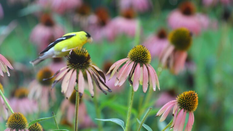 bird on a flower