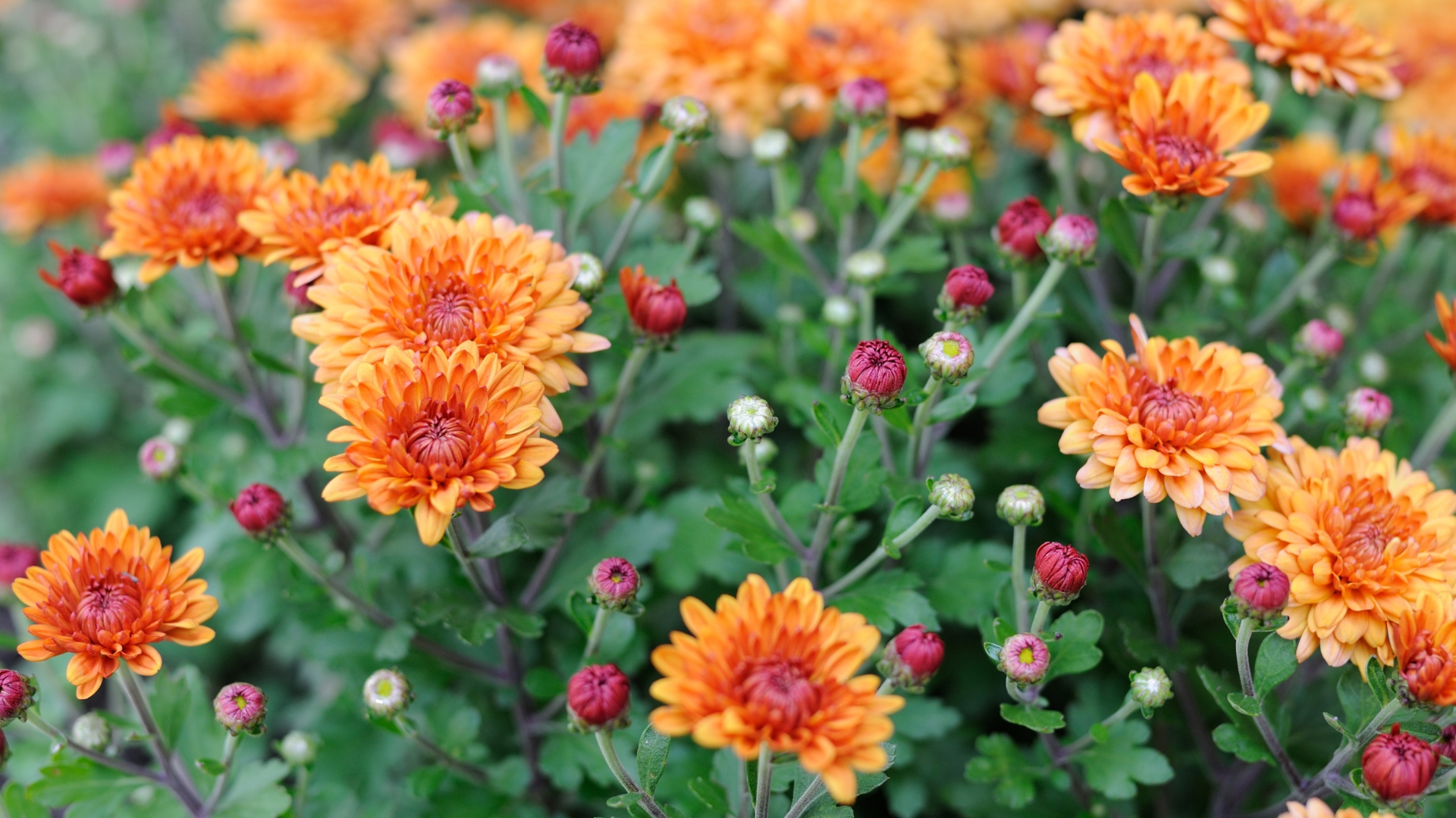 annuals to plant near perennial mums