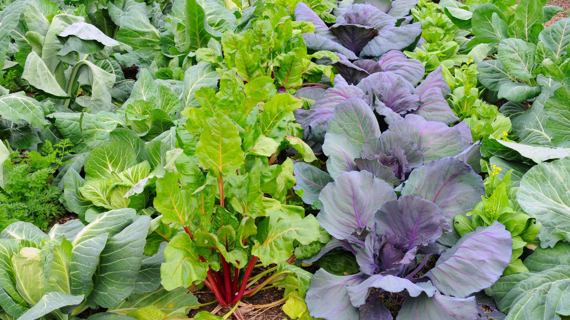 7 Cold-Resistant Veggies To Grow In Your Garden This Winter Season