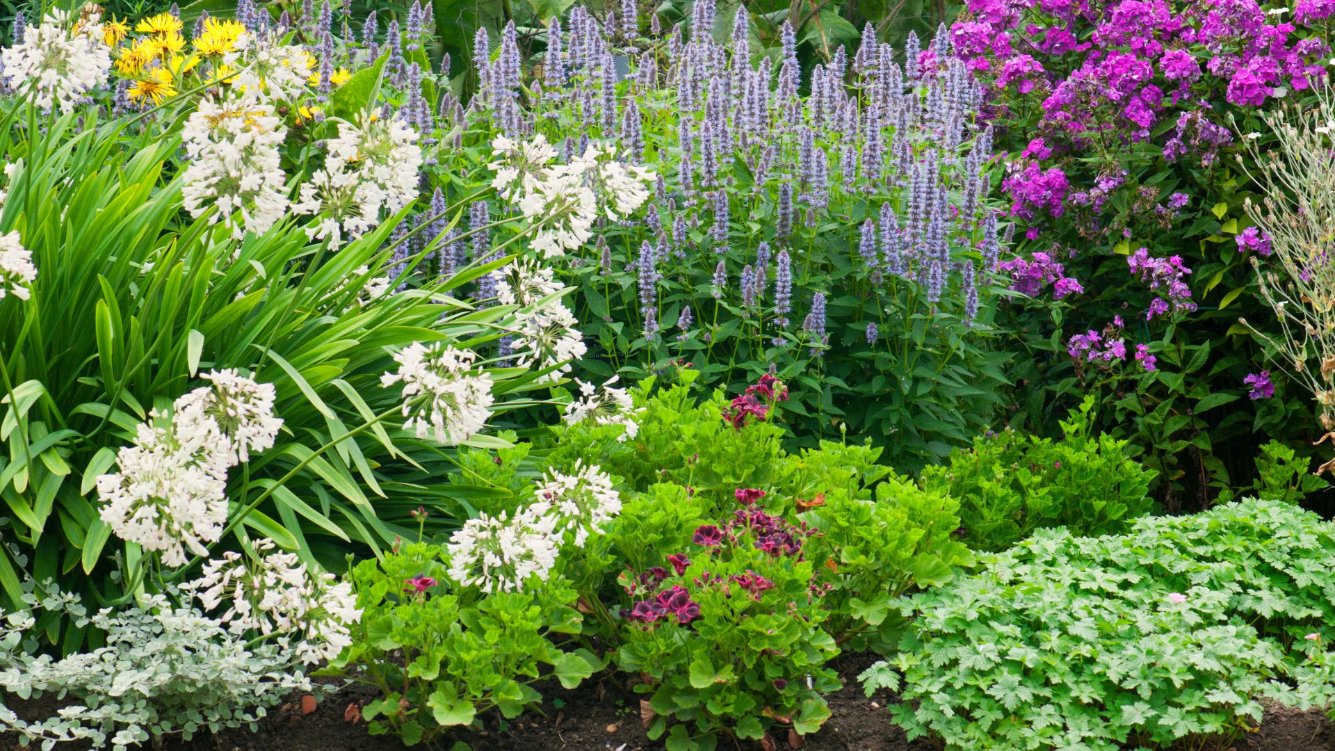 7 Perennials You NEED To Divide This September For More Blooms Next Season