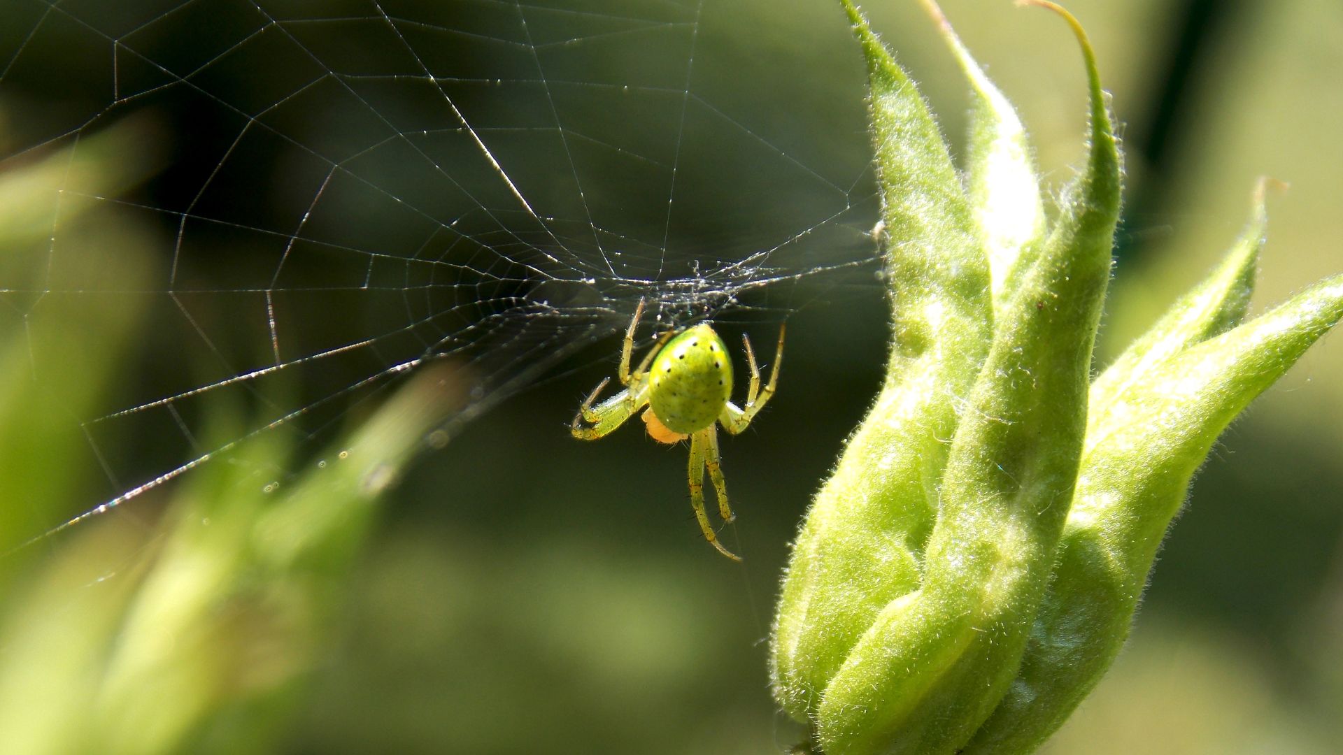 plants that repel spiders