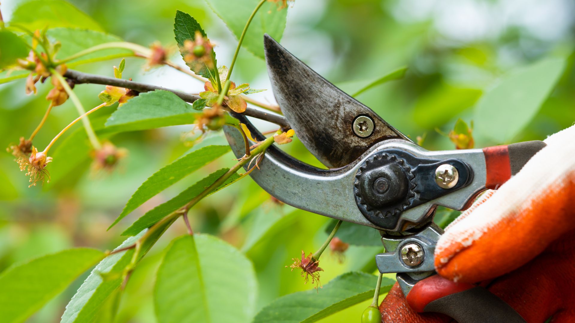 7 Plants You Need To Prune In September For A Bigger And Better Garden Next Season