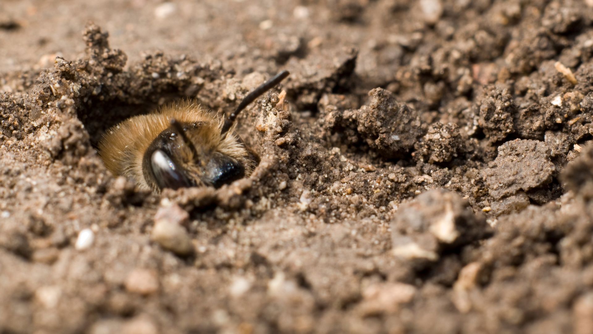 Ground Bees