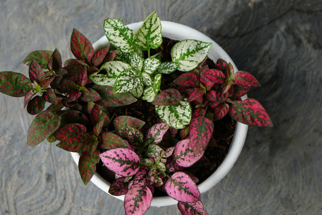 A Purple heart Spiderworts or Tradescantia pallida with deep purple leaves