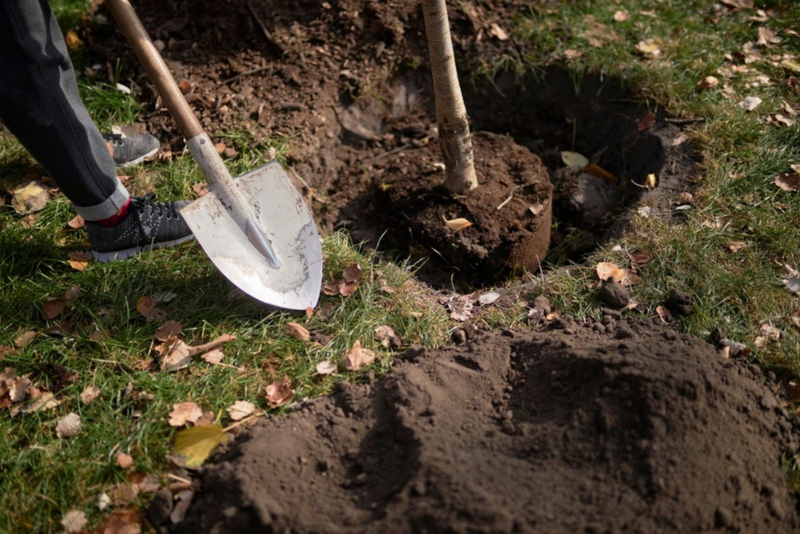 A man plants a tree