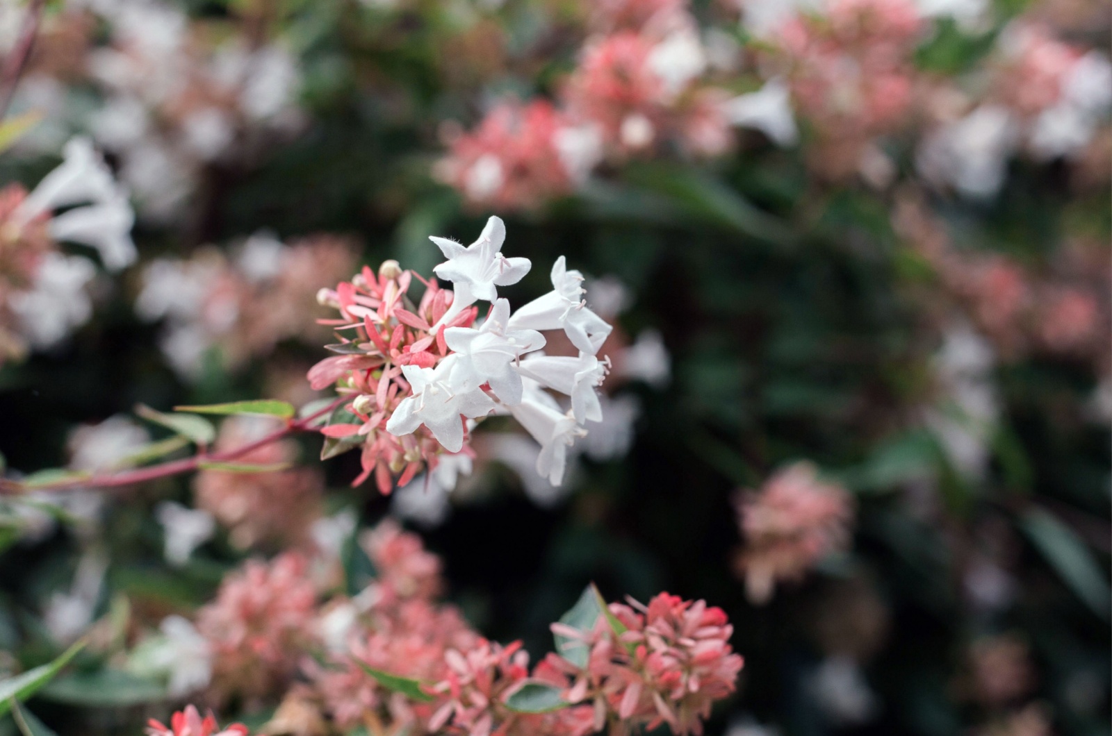 Abelia x grandiflora