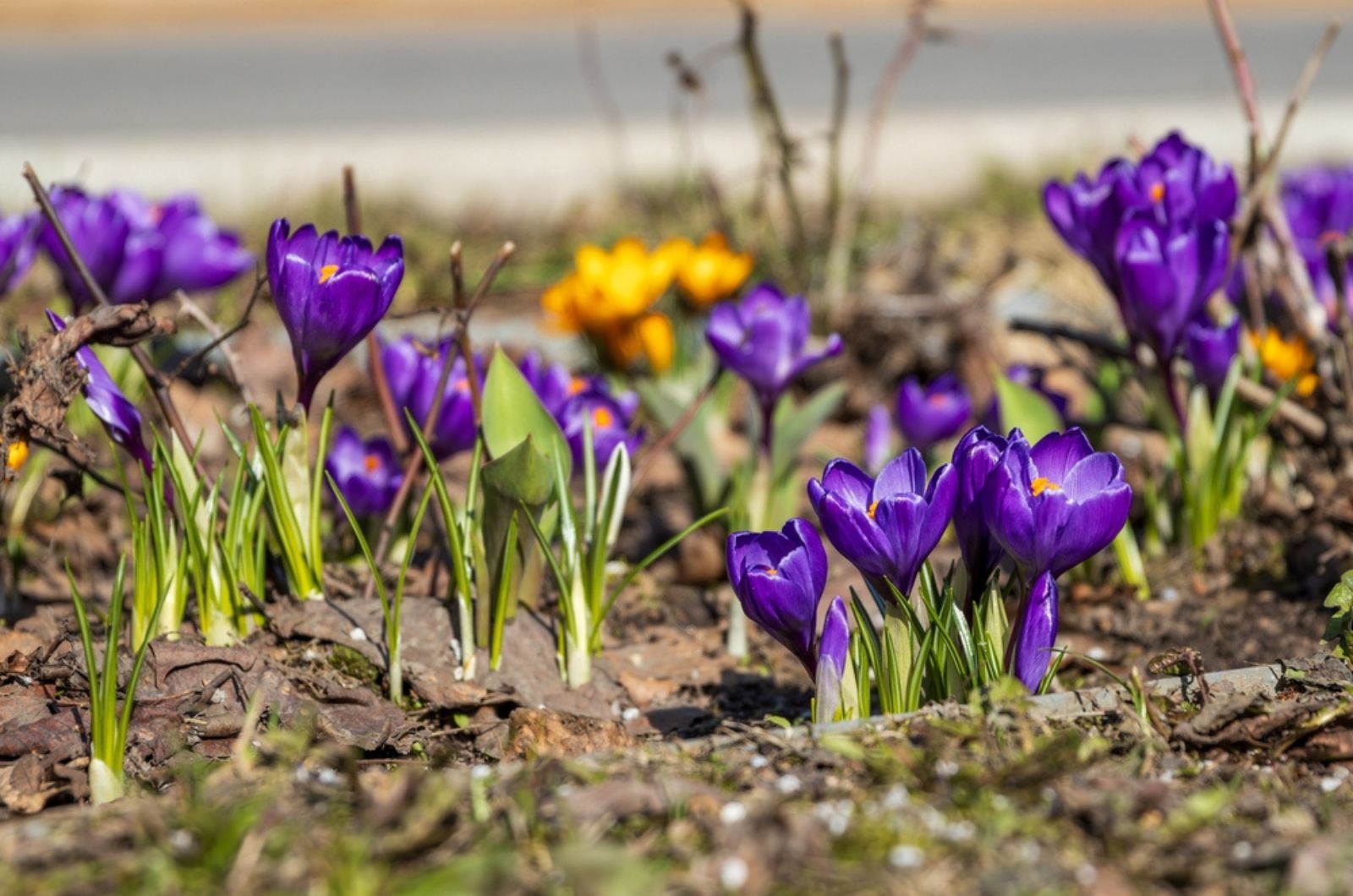 saffron crocus flowers