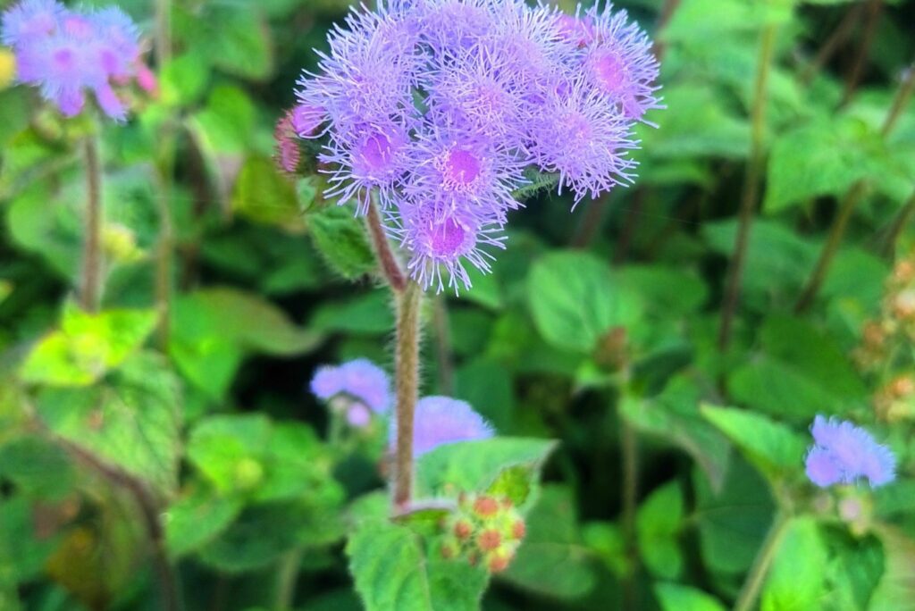 Ageratum houstonianum