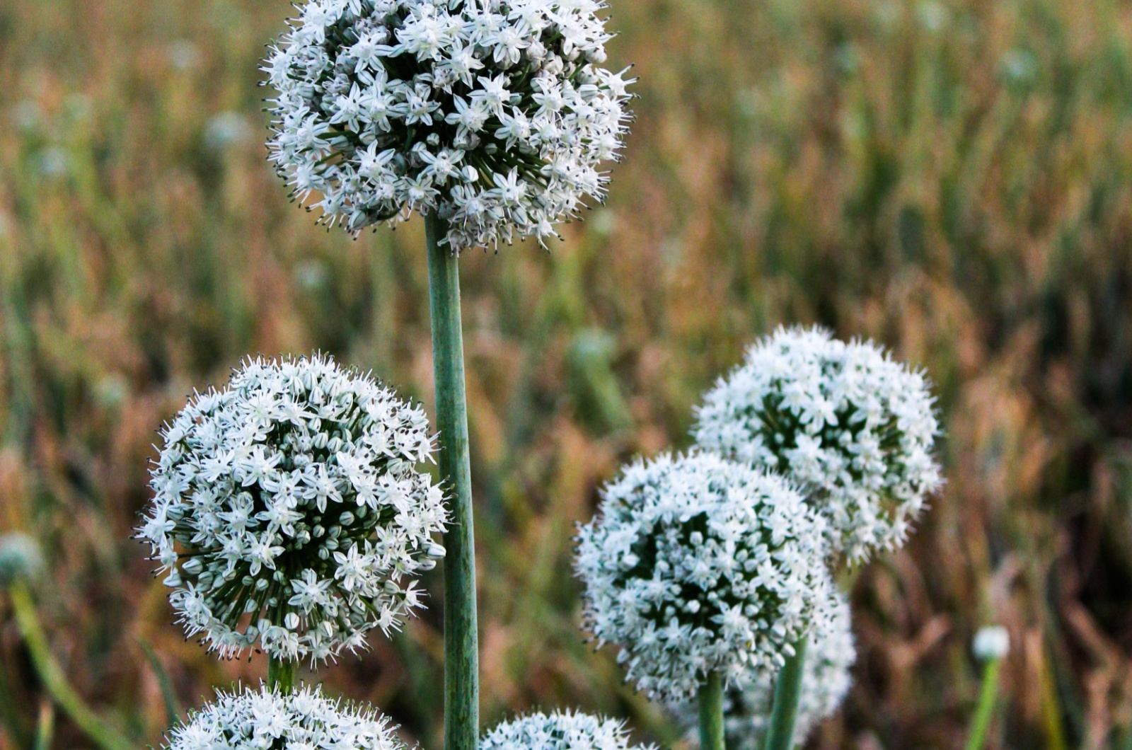 Allium Nigrum