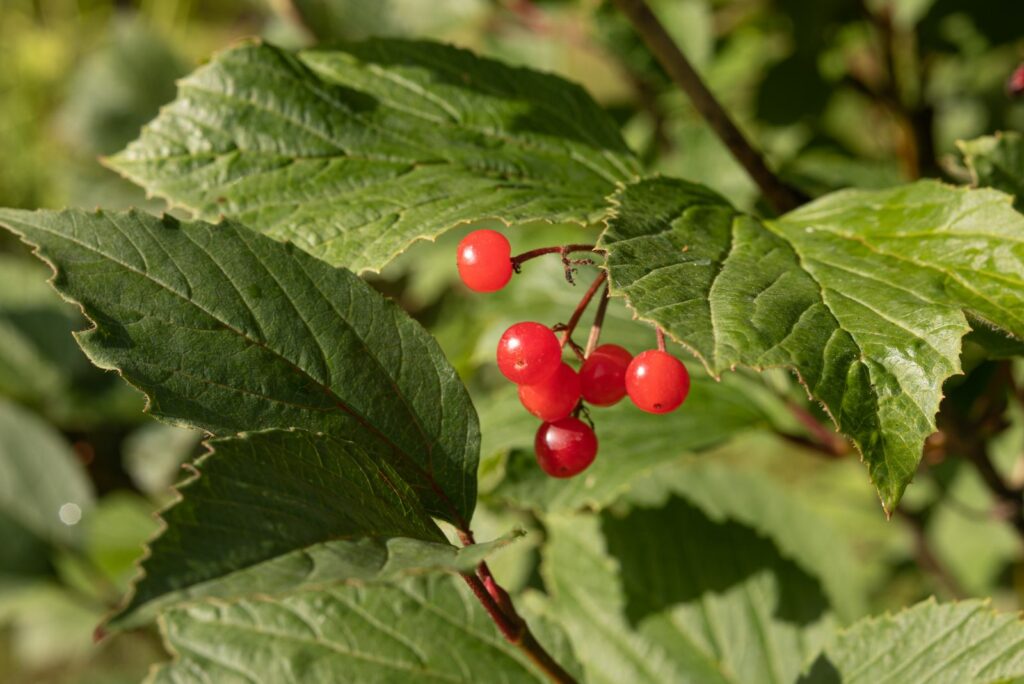 American Highbush Cranberries