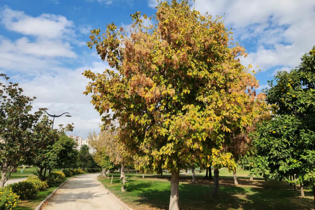 Ash-leaved maple tree in the autumn