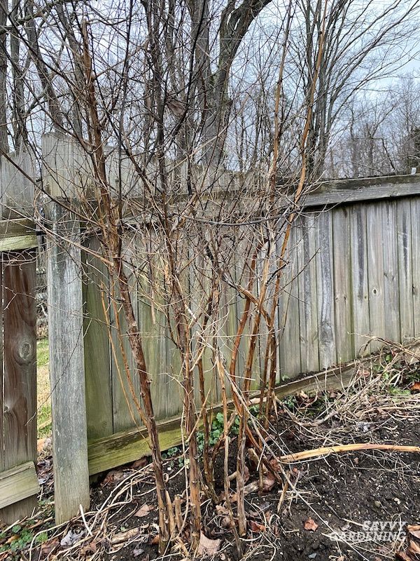 Asparagus in winter