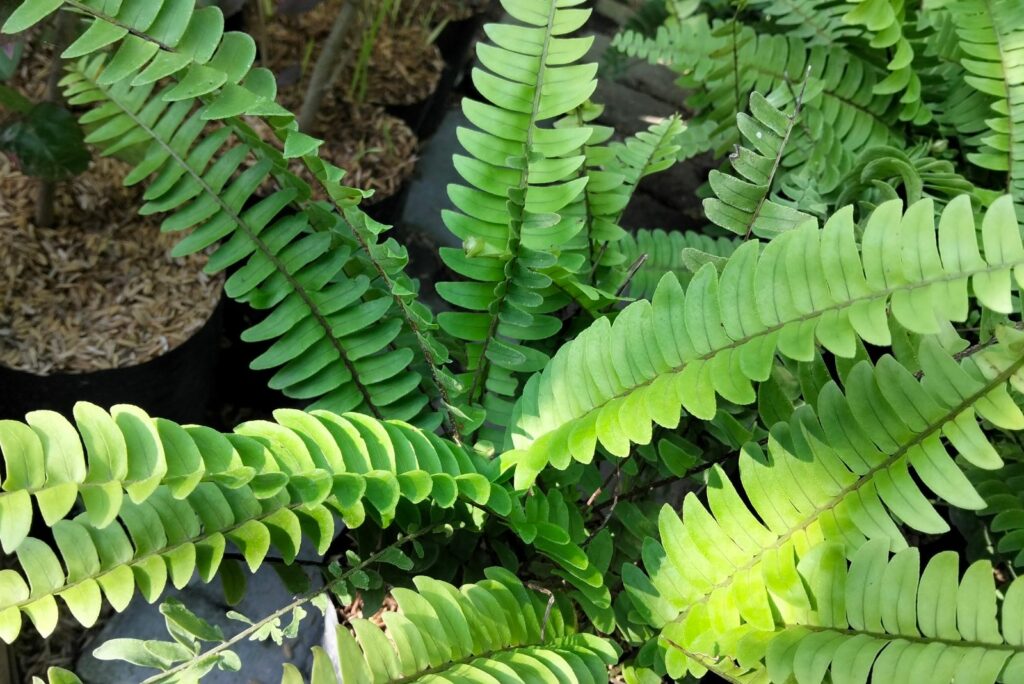 Autumn Fern