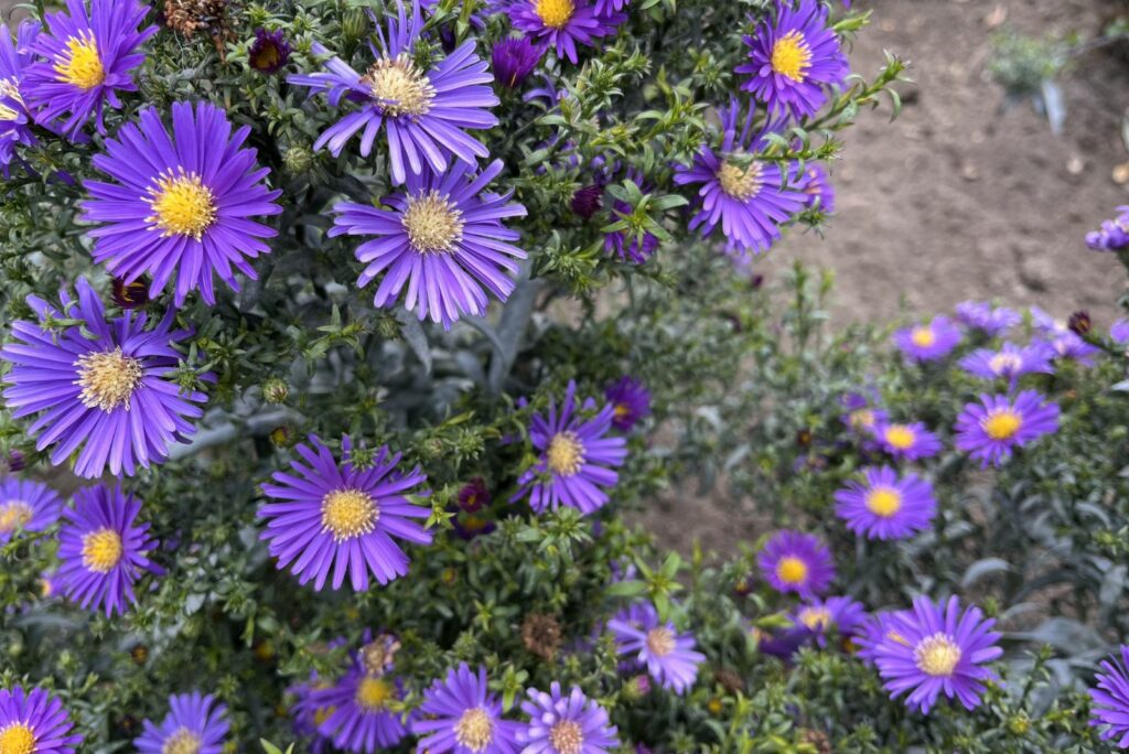 Beautiful Asters Purple Flowers Blossoms