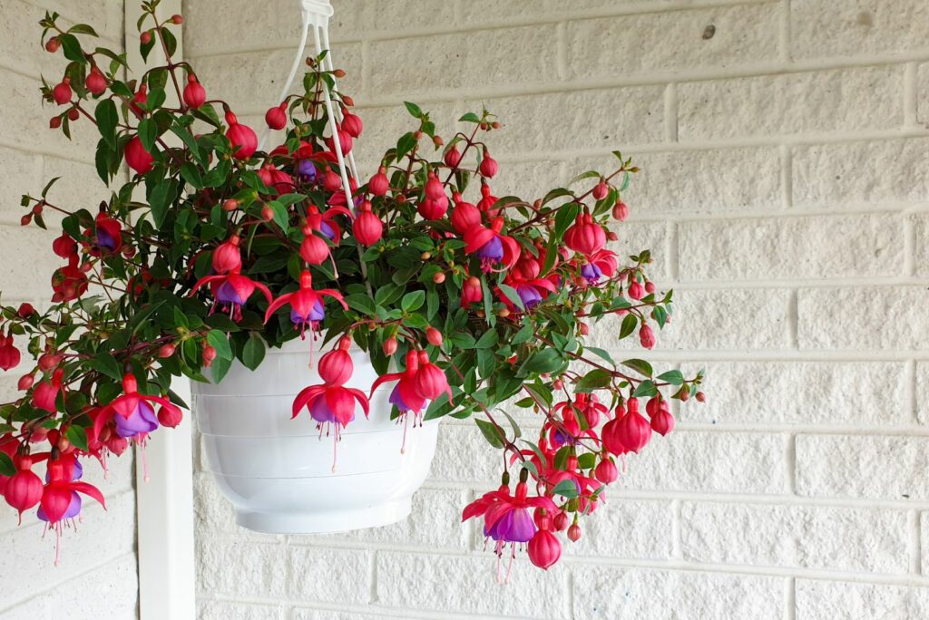 Beautiful Fuchsia flowers in pot