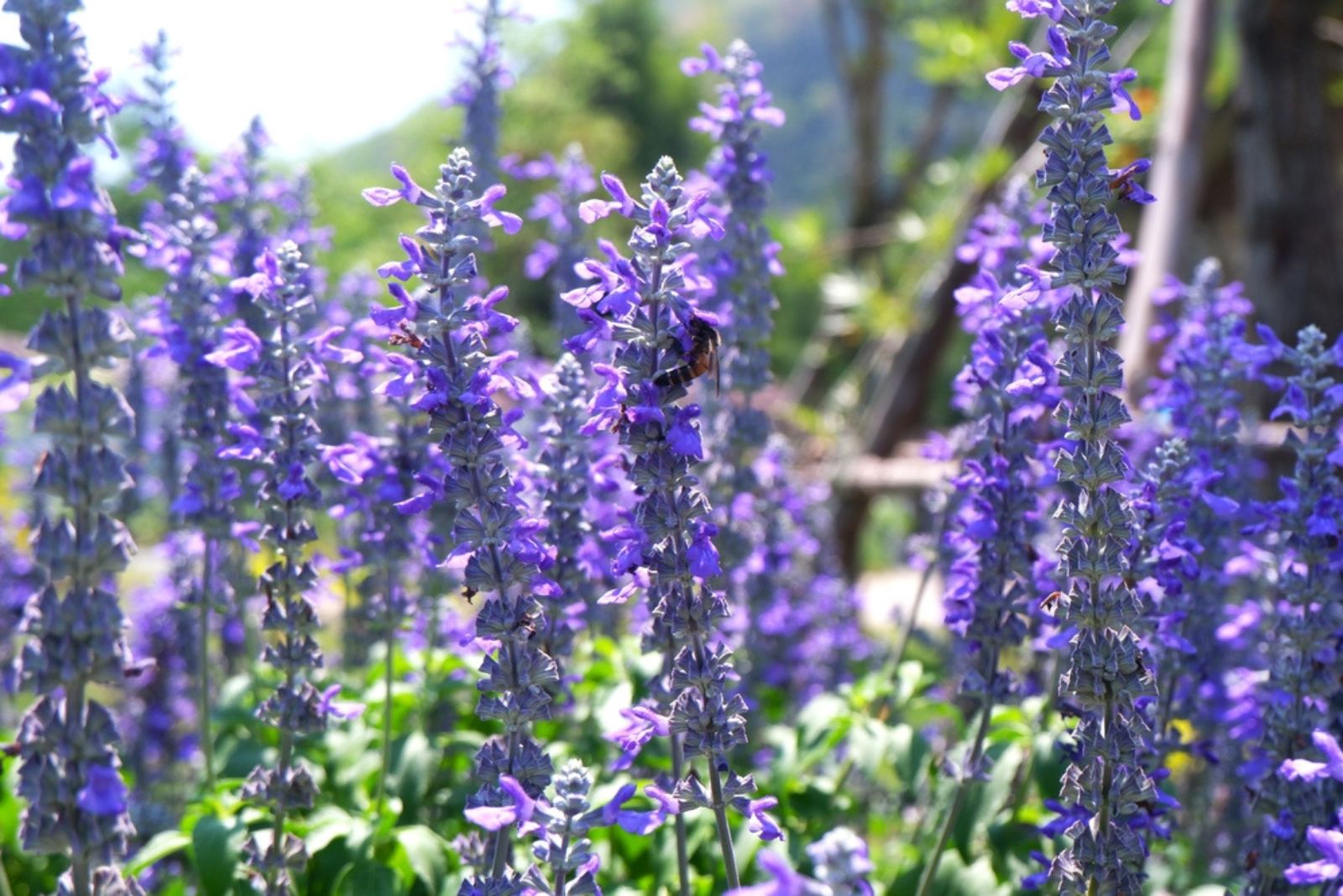 Beautiful blooming violet flower field