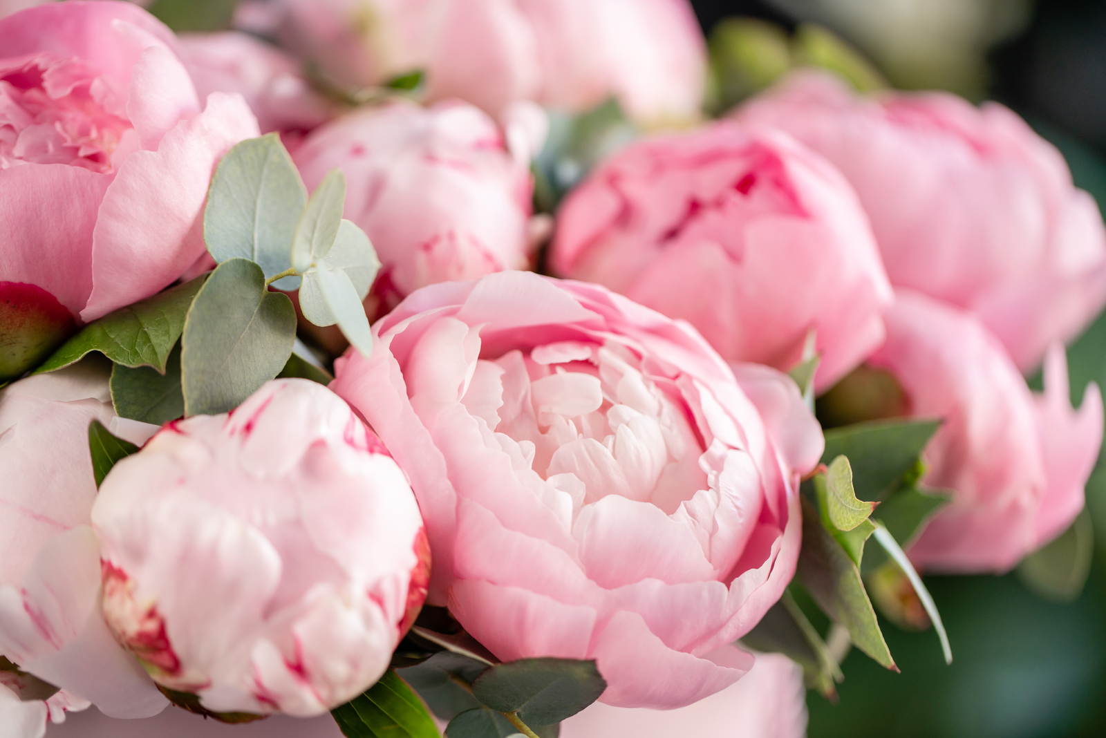 Beautiful peony flowers