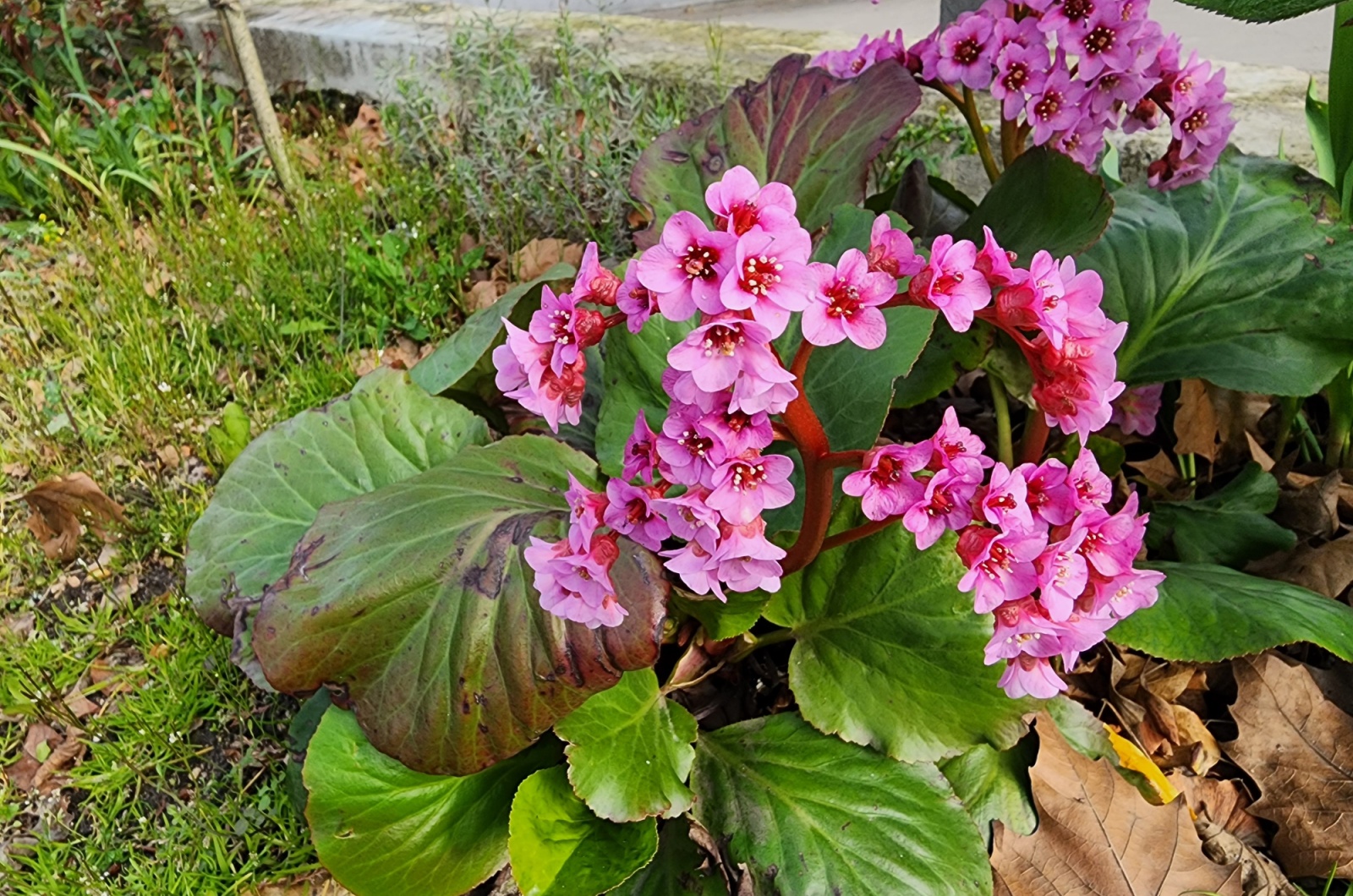 Bergenia Cordifolia