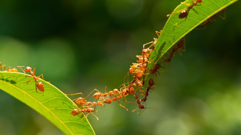 ants on a plant